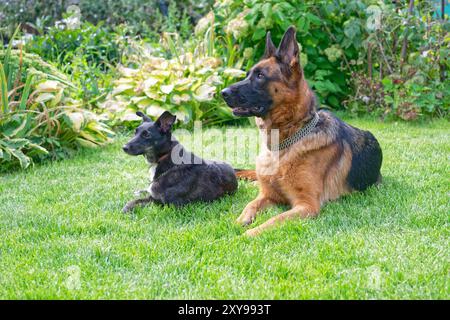 Due cani distesi sull'erba verde Foto Stock