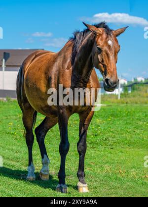 Ritratto di cavallo. Cavallo marrone in natura sullo sfondo di case sfocate e cielo blu. Vista frontale Foto Stock