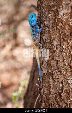 Sudafrica, Parco Nazionale Kruger, Agama con testa blu (Acanthocercus Atricollis) - Gala di gala Foto Stock