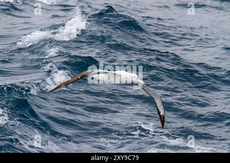 Adulto albatro vagante, Diomedea exulans, sull'ala nel Drake Passage tra Sud America e Antartide. Foto Stock