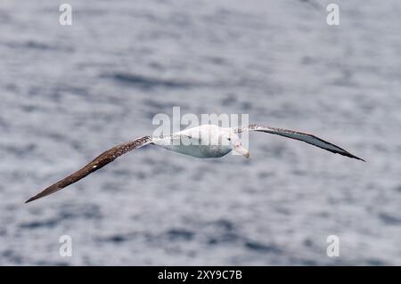 Adulto albatro vagante, Diomedea exulans, sull'ala nel Drake Passage tra Sud America e Antartide. Foto Stock