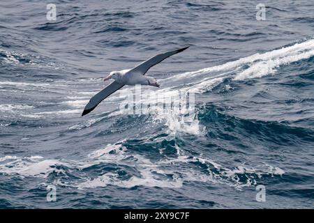 Adulto albatro vagante, Diomedea exulans, sull'ala nel Drake Passage tra Sud America e Antartide. Foto Stock
