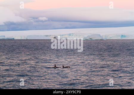 Un piccolo branco di orche killer di tipo B, Orcinus orca, in tarda serata nello stretto antartico, Antartide, nell'Oceano meridionale. Foto Stock