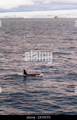 Un piccolo branco di orche killer di tipo B, Orcinus orca, in tarda serata nello stretto antartico, Antartide, nell'Oceano meridionale. Foto Stock