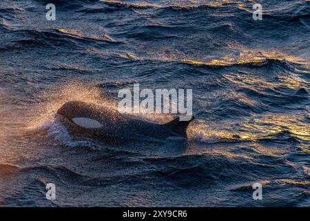 Un grande branco di orche killer di tipo B dello stretto di Gerlache, Orcinus orca, viaggia e socializza nello stretto di Gerlache, in Antartide. Foto Stock