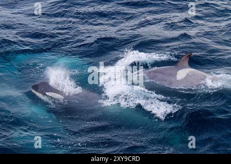 Un grande branco di orche killer di tipo B dello stretto di Gerlache, Orcinus orca, viaggia e socializza nello stretto di Gerlache, in Antartide. Foto Stock