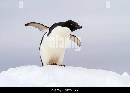 Pinguino Adélie adulto, Pygoscelis adeliae, su ghiaccio a Booth Island, Antartide. Foto Stock