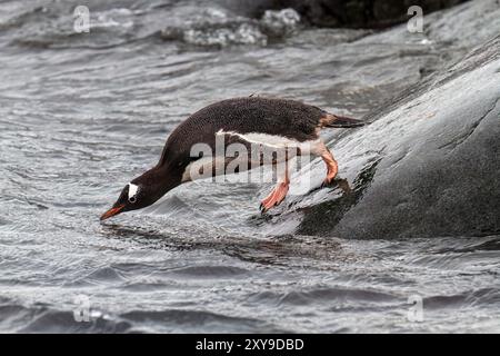 Pinguino gentoo adulto, Pygoscelis papua, ritorno e arrivo dal mare a Booth Island, Antartide, Oceano meridionale. Foto Stock