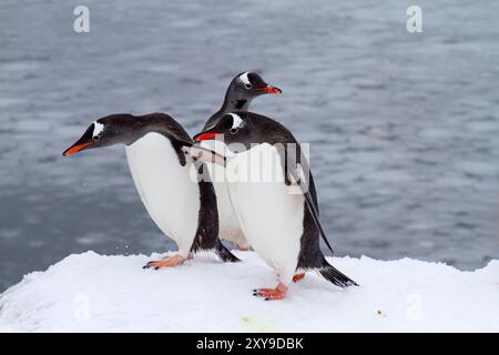 Pinguini gentoo adulti, Pygoscelis papua, ritorno e arrivo dal mare a Booth Island, Antartide, Oceano meridionale. Foto Stock