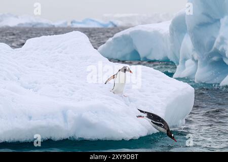 Pinguini gentoo adulti, Pygoscelis papua, ritorno e arrivo dal mare a Booth Island, Antartide, Oceano meridionale. Foto Stock