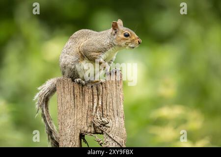 un ritratto di profilo di uno scoiattolo grigio che poggia su un vecchio ceppo d'albero. Foto Stock