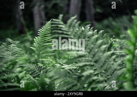 Felci che crescono in una foresta profonda in estate Foto Stock