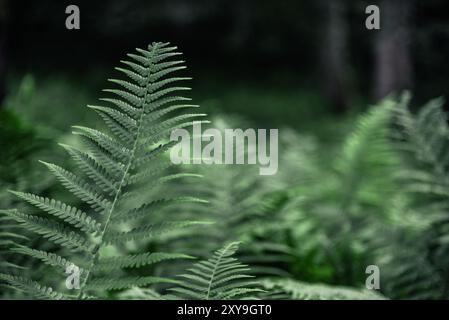 Felci che crescono in una foresta profonda in estate Foto Stock