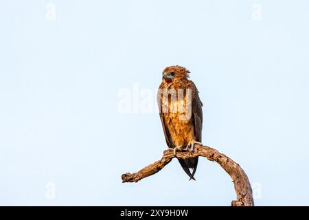 Sudafrica, Parco Nazionale Kruger, Aquila Bateleur (Terathopius ecaudatus), giovanile Foto Stock