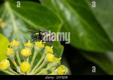 Common Greenbottle Fly, Lucilia sericata Foto Stock