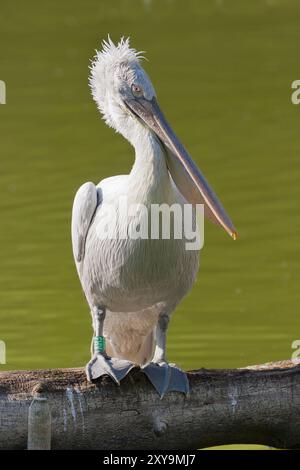 Un pellicano dalmata, Pelecanus crispus, in piedi su un tronco di albero vicino all'acqua. Foto Stock