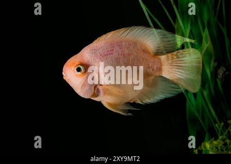 Pappagallo rosso che nuota nell'acquario. Primo piano di Blood Parrot Cichlid. Primo piano di colorati pesci tropicali nell'acquario Tank Foto Stock