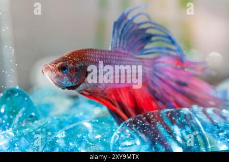 Primo piano di un pesce combattente, betta Fish. Siamese Fighting Fish. Betta Fish splendide esposizioni di colore e grazia in ambienti acquatici. Foto Stock