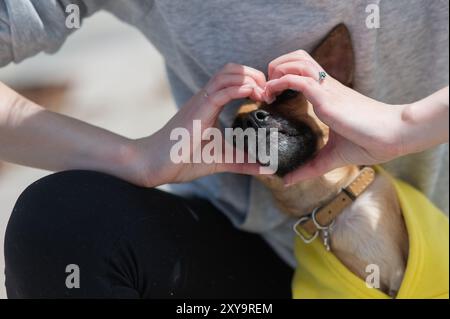 La proprietaria tiene le mani a forma di cuore sulla museruola del cane Russian Toy Terrier. Foto Stock