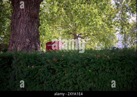 23 agosto 2024 - londra regno unito : Top of British Red phone box over Hedge Foto Stock