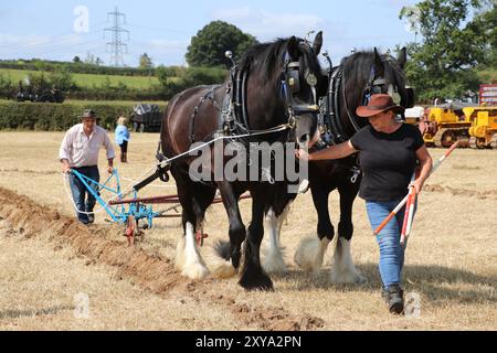 CAVALLI PESANTI CHE DIMOSTRANO TECNICHE DI ARATURA AL FORDINGBRIDGE STEAM & VINTAGE FEST Foto Stock