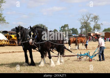 CAVALLI PESANTI CHE DIMOSTRANO TECNICHE DI ARATURA AL FORDINGBRIDGE STEAM & VINTAGE FEST Foto Stock