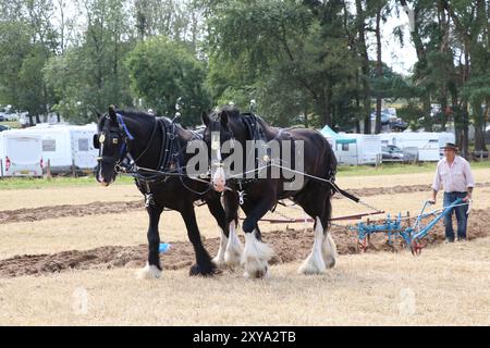 CAVALLI PESANTI CHE DIMOSTRANO TECNICHE DI ARATURA AL FORDINGBRIDGE STEAM & VINTAGE FEST Foto Stock