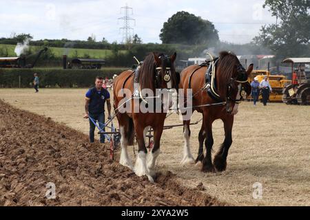 CAVALLI PESANTI CHE DIMOSTRANO TECNICHE DI ARATURA AL FORDINGBRIDGE STEAM & VINTAGE FEST Foto Stock