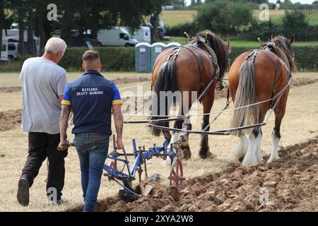 CAVALLI PESANTI CHE DIMOSTRANO TECNICHE DI ARATURA AL FORDINGBRIDGE STEAM & VINTAGE FEST Foto Stock