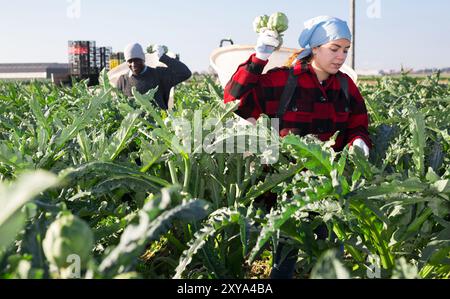 Uomo e giovane donna che raccolgono carciofi in piantagione Foto Stock