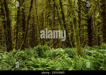 Le Ferns spesse coprono il terreno vicino al Forest Edge nell'Olympic National Park Foto Stock