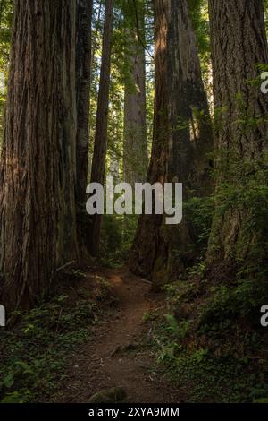 Segui delicatamente le curve attraverso gli imponenti alberi di sequoia in California Foto Stock