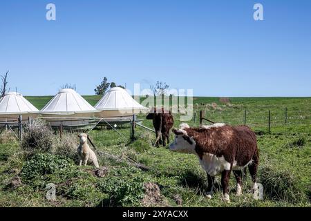 Campagna e terra agricola Parco nazionale del fiume Abercrombie vicino a Oberon, nuovo Galles del Sud, Australia Foto Stock