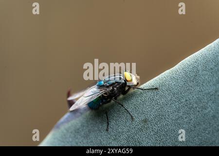 Foto macro di una mosca che poggia su un cactus, evidenziando l'intrigante interazione della vita del deserto con texture dettagliate e colori vivaci. Foto Stock