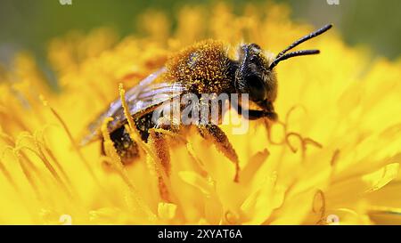 Ape miele su un nettare di raccolta di fiori. Scatti macro al sole estivo. Foto animale Foto Stock