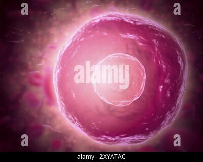 Vista microscopica delle cellule B umane che svolgono un ruolo importante nel sistema di risposta immunitaria Foto Stock