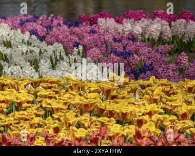 Un campo in fiore pieno di giacinti in tutti i colori in un parco in una giornata di primavera di sole, Amsterdam, Paesi Bassi Foto Stock