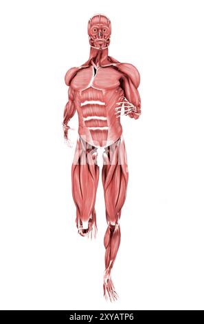 Illustrazione medica di muscoli maschili in corsa, vista frontale Foto Stock