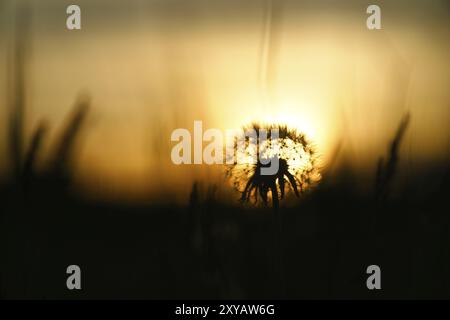 Dente di leone (dente di leone) al tramonto con bella bokeh. L'ora di sera con tramonto sullo sfondo. Foto natura, piante Foto Stock