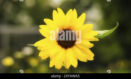 Girasole preso singolarmente in un prato di fiori. Vista romantica Foto Stock