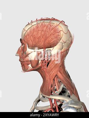 Illustrazione medica che mostra la testa umana e i muscoli del collo con vene, vista laterale Foto Stock