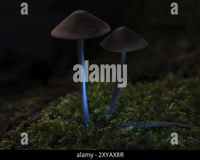 Due piccoli funghi a filigrana sul muschio con punto luminoso nella foresta. Terreno boschivo. Foto macro dalla natura Foto Stock