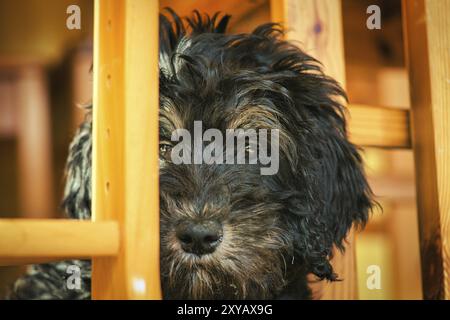 Cucciolo di Goldendoodle di colore nero e abbronzatura. Cane ibrido dall'incrocio tra Golden retriever e Poodle. Cane intimo di famiglia, che è molto affetto Foto Stock