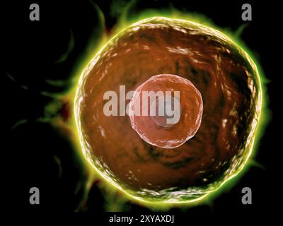 Vista microscopica delle cellule B umane che svolgono un ruolo importante nel sistema di risposta immunitaria Foto Stock