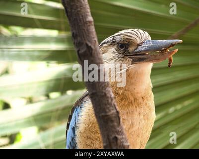 Ridendo hans su un ramo che dà da mangiare alla verme. Splendido piumaggio colorato dell'uccello australiano. interessante osservazione dell'animale. Registrazione di animali Foto Stock