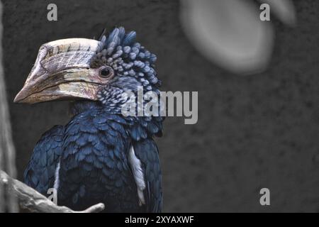 Corno con gabbiette d'argento che siede su un ramo. Piumaggio colorato. Grande becco di uccello australiano. Foto animale Foto Stock