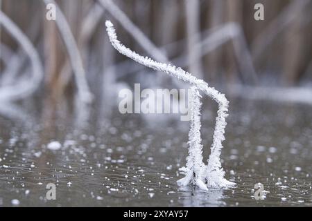 Cristalli di ghiaccio che si sono formati su uno stelo di canna. Il fusto di canna sporge dal lago ghiacciato. Scatto invernale da Brandeburgo Foto Stock