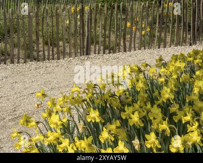 Narcisi gialli in fiore lungo una recinzione di legno e un sentiero di ghiaia nel giardino, Amsterdam, Paesi Bassi Foto Stock