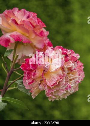 Rosa-arancione in fiore su sfondo verde, borken, muensterland, germania Foto Stock