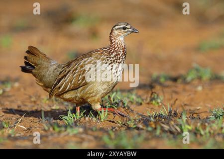 Francolin crestato (Dendroperdix sephaena), Francolinus sephaena, riserva di caccia Mkuze, Mkuze, KwaZulu-Natal, Sudafrica, Africa Foto Stock